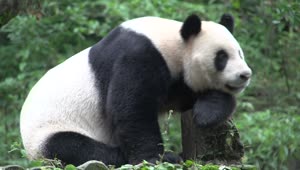 Stock Video Panda Resting On A Tree Trunk Live Wallpaper