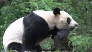 Stock Video Panda Resting On A Tree Trunk In The Forest Live Wallpaper