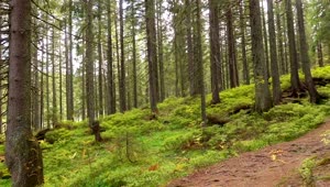 Stock Video Panorama Of A Forest Of Many Trees Live Wallpaper