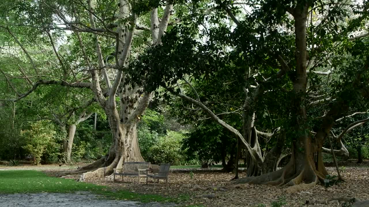 Download Stock Video Park With Tropical Trees Live Wallpaper