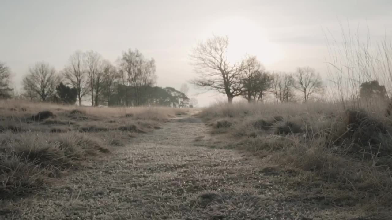 Download Stock Video Path In A Forest During Winter Live Wallpaper