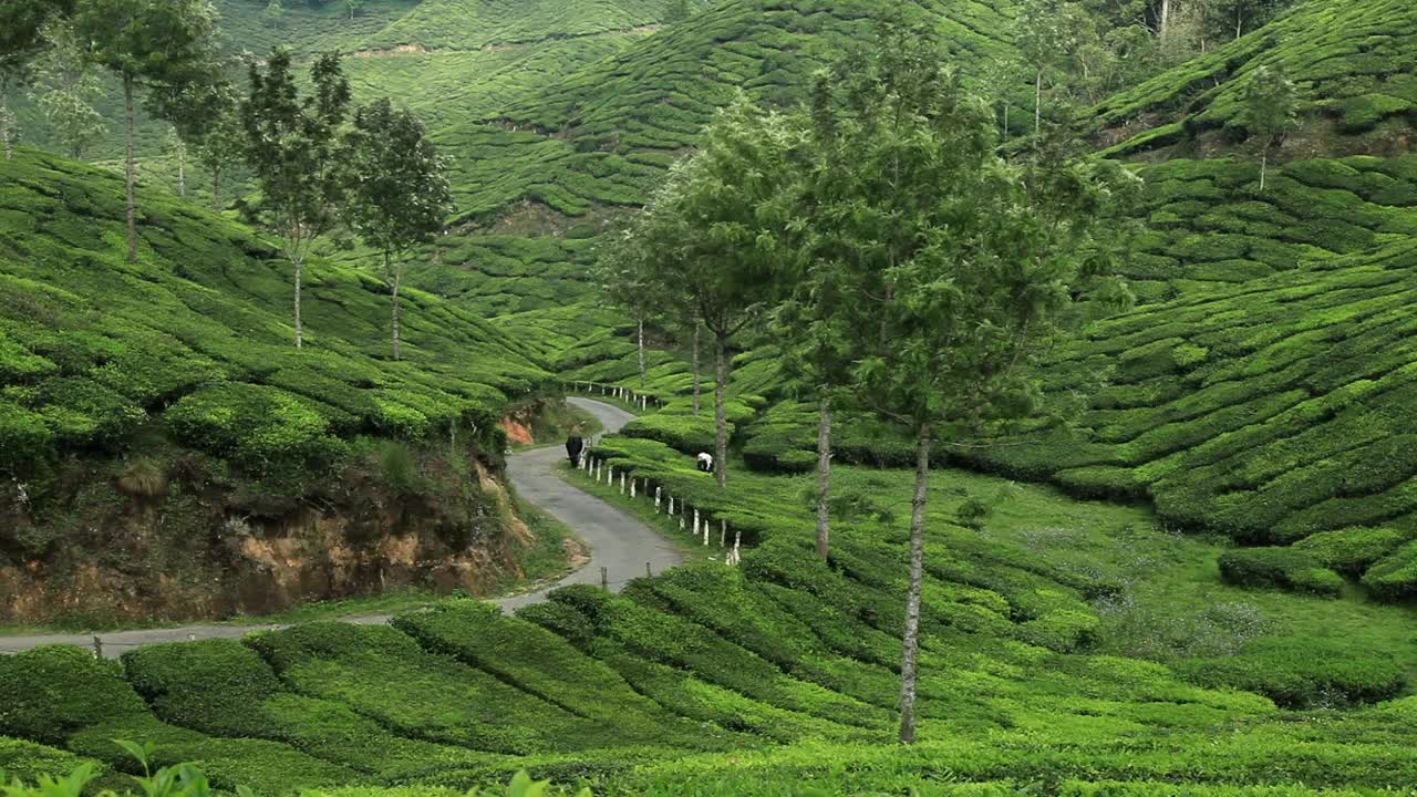 Download Stock Video Path In The Green Countryside Live Wallpaper