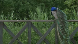Stock Video Peacock On A Wooden Fence Live Wallpaper