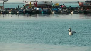 Stock Video Pelicans Swimming Near Fishing Boats Live Wallpaper