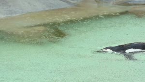 Stock Video Penguin Swimming Under The Rain Live Wallpaper