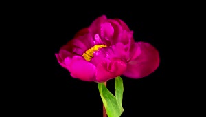 Stock Video Peony Pink Flower Opening Live Wallpaper