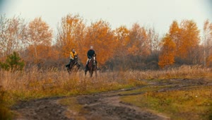 Stock Video People Galloping On Horses In A Forest Live Wallpaper