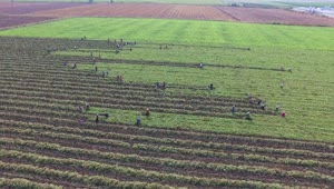Stock Video People Harvesting In A Green Field Live Wallpaper