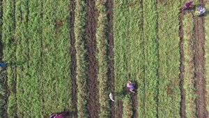 Stock Video People Harvesting In The Crop Field Live Wallpaper
