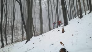 Stock Video People Walking Through The Woods In Winter Live Wallpaper