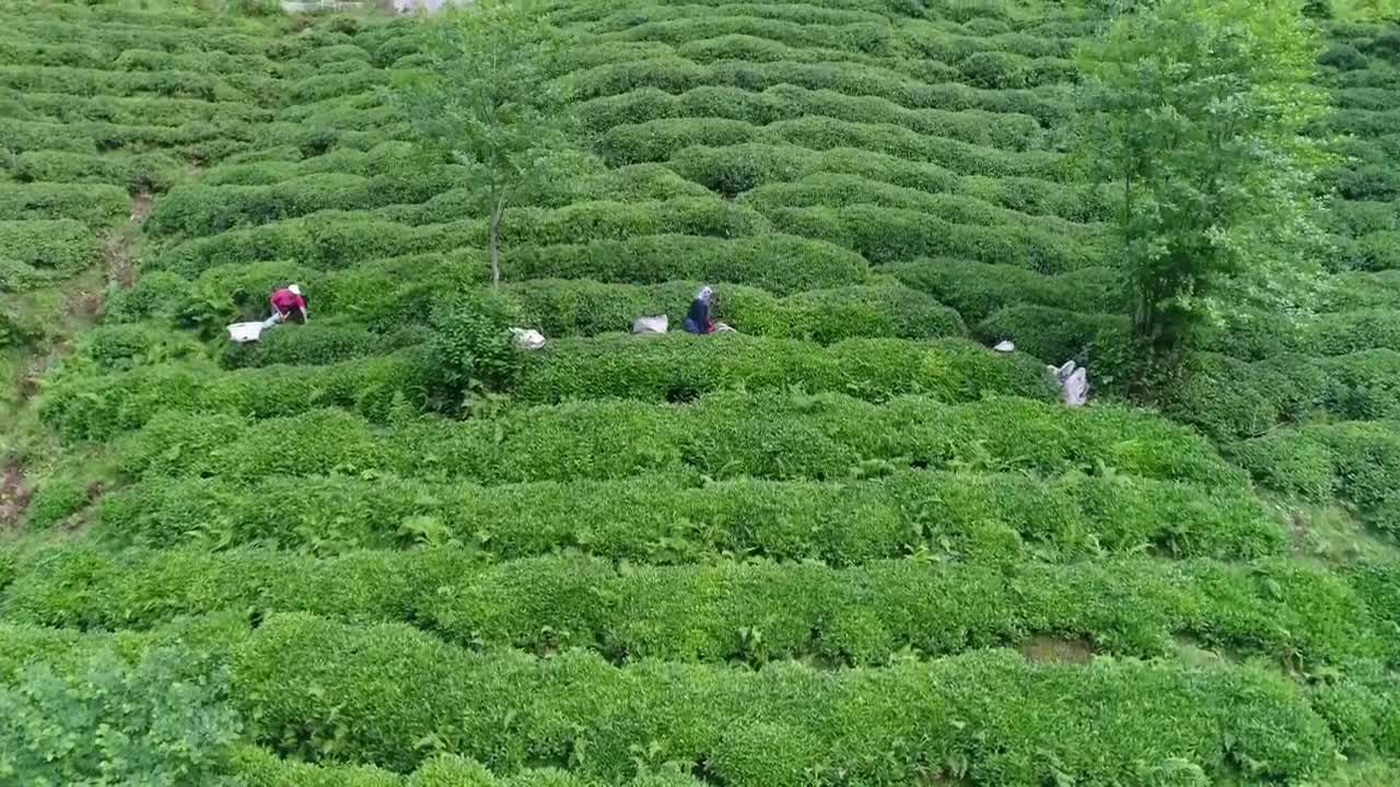 Download Stock Video People Working On A Terrace Live Wallpaper