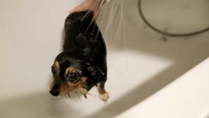 Stock Video Person Bathing His Dog In The Bathtub Live Wallpaper
