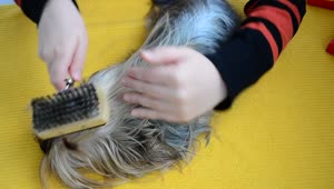 Stock Video Person Brushing The Hair Of A Small Dog Live Wallpaper