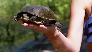 Stock Video Person Carrying A Turtle In His Hand In Nature Live Wallpaper