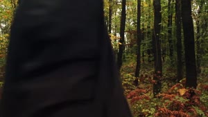 Stock Video Person Crossing A Forest Full Of Vegetation Live Wallpaper
