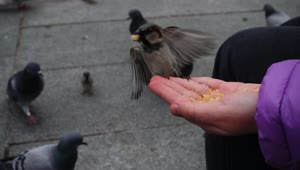 Stock Video Person Feeding Birds With His Hand On The Street Live Wallpaper