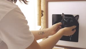 Stock Video Person Petting A Black Cat Live Wallpaper