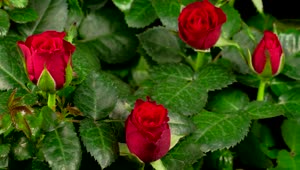 Video Stock Red Roses Bush Blossoms Live Wallpaper Free