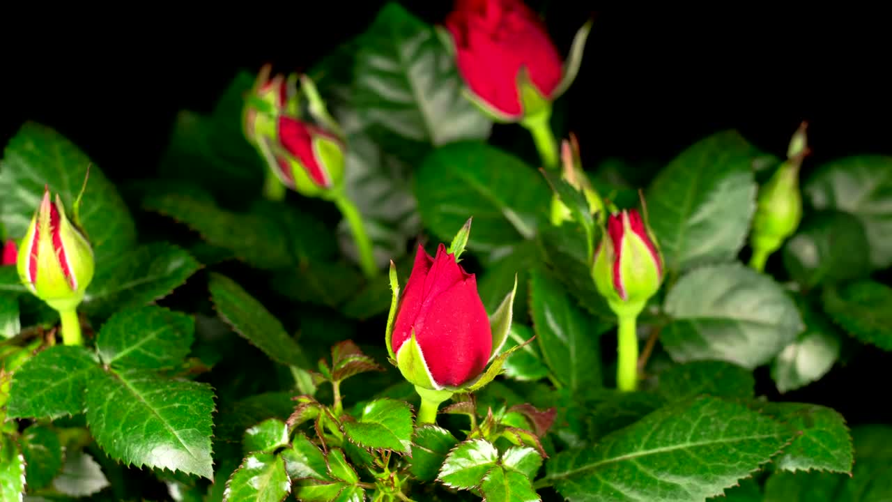 Download Video Stock Red Roses Opening On Black Background Live Wallpaper Free