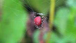 Video Stock Red Spider On A Spider Web Live Wallpaper Free