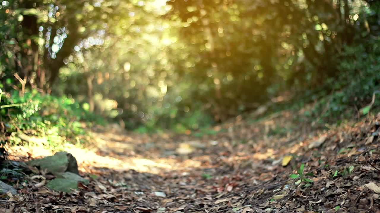 Download Video Stock Person Running Away From Something In A Forest Live Wallpaper Free