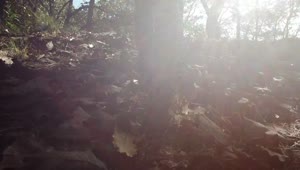 Video Stock Person Walking On Dried Leaves Of The Forest Floor Live Wallpaper Free