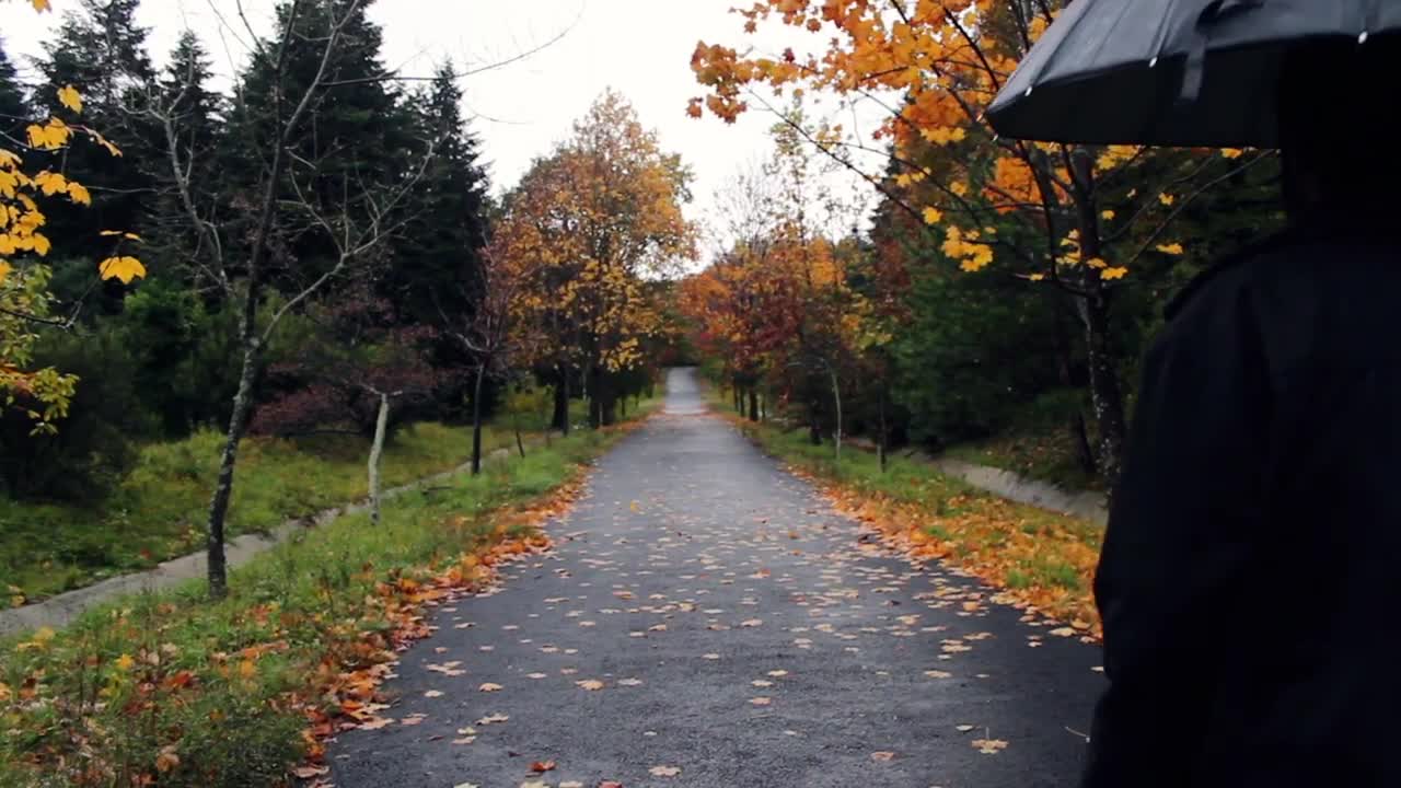 Download Video Stock Person Walking Through A Park On A Rainy Fall Day Live Wallpaper Free