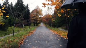 Video Stock Person Walking Through A Park On A Rainy Fall Day Live Wallpaper Free