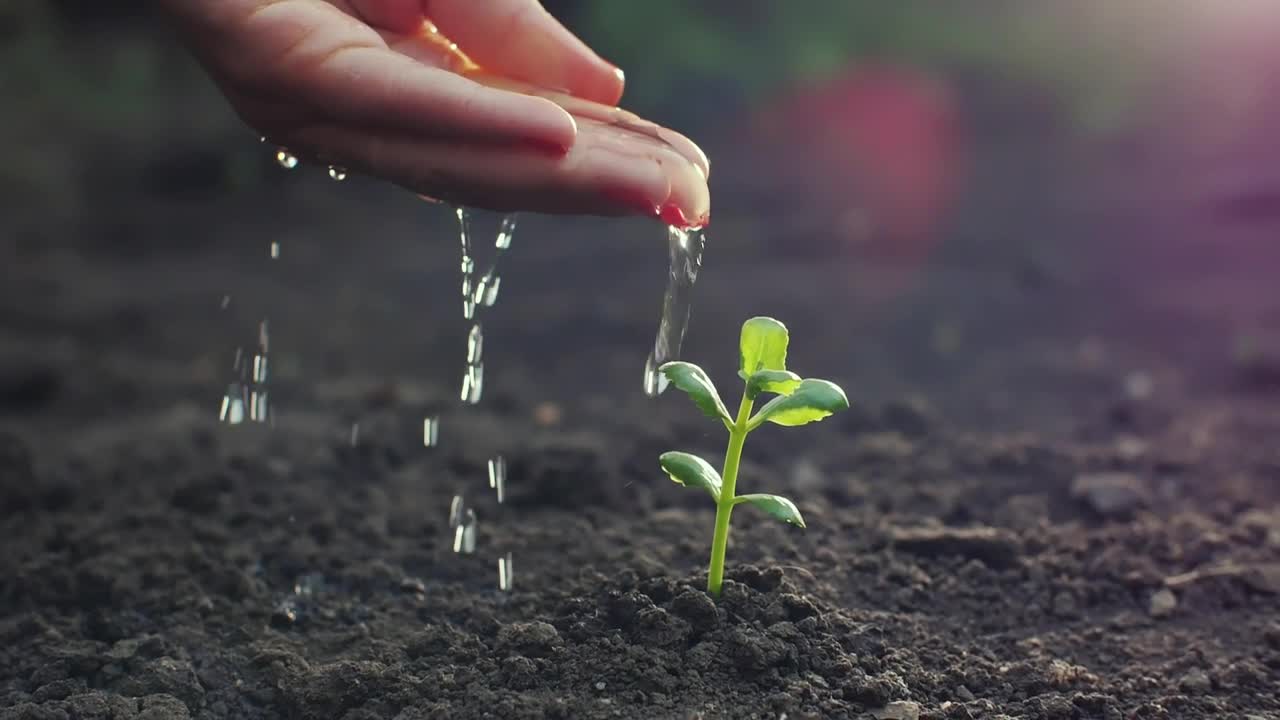 Download Video Stock Person Watering A Small Plant By Hand Live Wallpaper Free