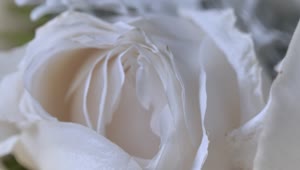 Video Stock Petals Of An Open White Rose Close Up View Live Wallpaper Free