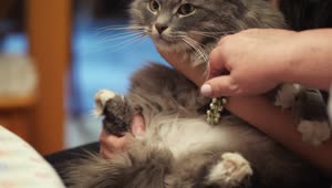 Video Stock Petting A Beautiful Cat Live Wallpaper Free