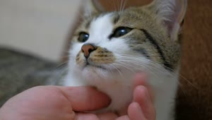 Video Stock Petting A Cute Cat Close Up Live Wallpaper Free