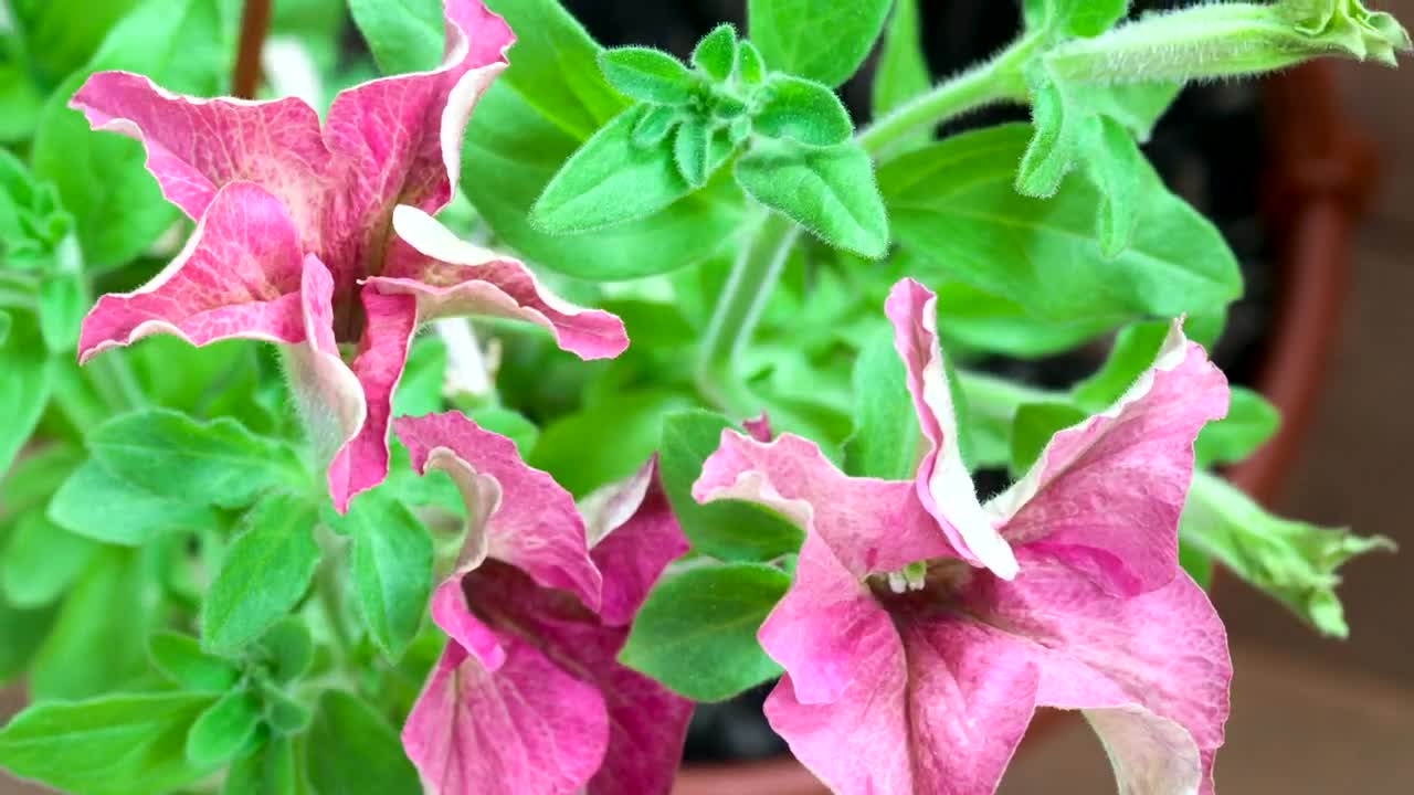 Download Video Stock Petunia Blossom In Slow Motion Live Wallpaper Free