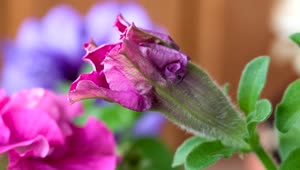 Video Stock Petunia Flower Opening In Slow Motion Live Wallpaper Free
