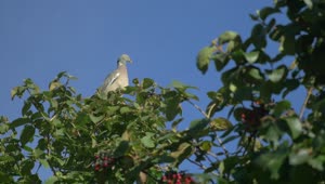 Video Stock Pigeon High Up A Tree Live Wallpaper Free