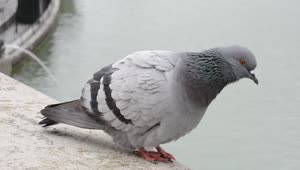 Video Stock Pigeon Looking At A Fountain Live Wallpaper Free