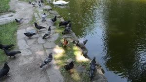 Video Stock Pigeons And Geese On The Shore Of A Lake Live Wallpaper Free
