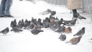 Download Video Stock Pigeons Being Fed In The Snow Live Wallpaper Free