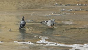 Video Stock Pigeons Drinking Water In A Frozen River Live Wallpaper Free