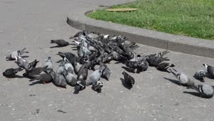 Video Stock Pigeons Eating In A City Park Live Wallpaper Free
