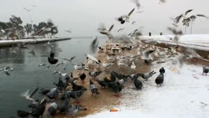 Video Stock Pigeons Feeding In The Cold Winter Live Wallpaper Free