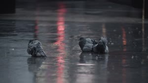 Video Stock Pigeons Laying In The Rain Live Wallpaper Free