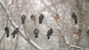 Video Stock Pigeons On Electrical Wires While Is Snowing Live Wallpaper Free