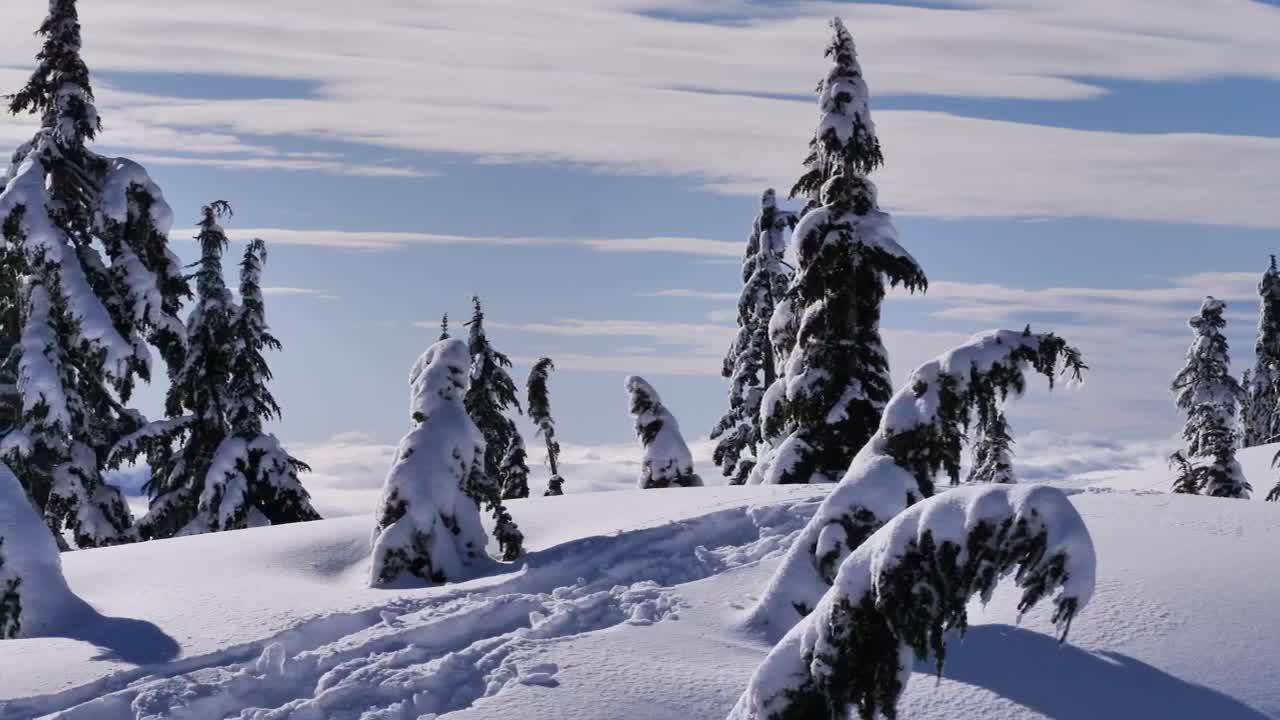 Download Video Stock Pine Forest Covered With Snow On A Hill In Canada Live Wallpaper Free