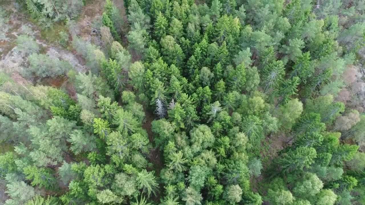 Download Video Stock Pine Forest From Above Live Wallpaper Free