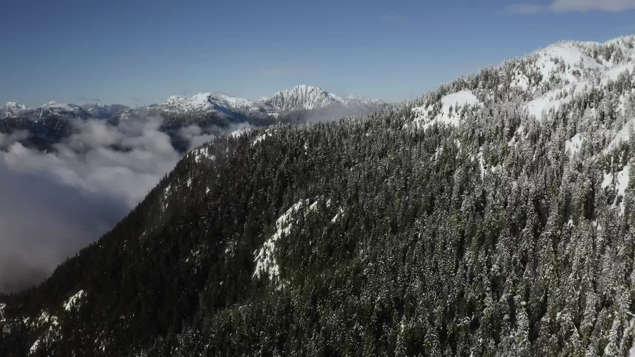 Download Video Stock Pine Forest On A Snowy Mountain Live Wallpaper Free