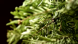 Video Stock Pine Tree Branches Rotating Live Wallpaper Free