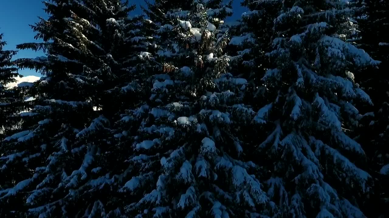 Download Video Stock Pine Trees Covered In Snow And Mountains Live Wallpaper Free