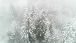 Video Stock Pine Trees Covered With Snow And Fog In Winter Live Wallpaper Free