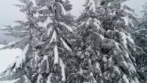 Video Stock Pine Trees In The Forest With Branches Full Of Snow Live Wallpaper Free